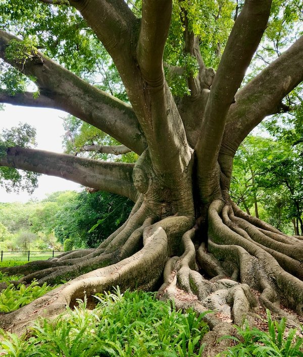 Comment organiser une visite des jardins botaniques royaux de Kew à Londres?